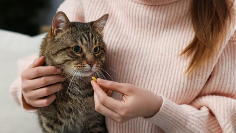 5 Genius Tricks for Giving Medication to Your Cat: Ensuring Treatment Success!
