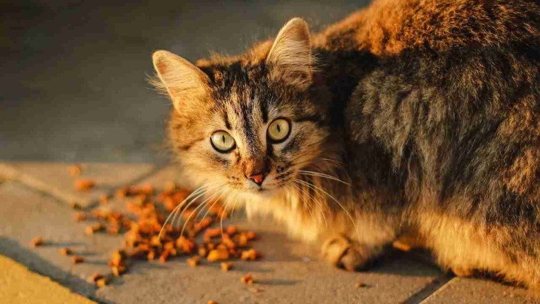 The Shocking Truth About Overfeeding Cats: How It's Secretly Harming Their Health