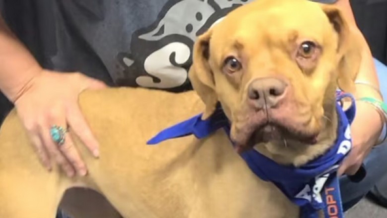 Meet Arabella, the Plush Toy Extraordinaire: From Anxious Pup to Internet Sensation!