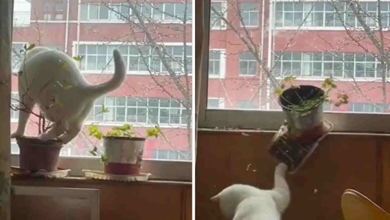 Cat-astrophe Alert: Hilarious Feline Destruction Takes the Internet by Storm!