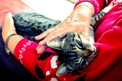 Groundbreaking Study Reveals: Adopting Shelter Cats Can Cure Loneliness in Elderly Living Alone!