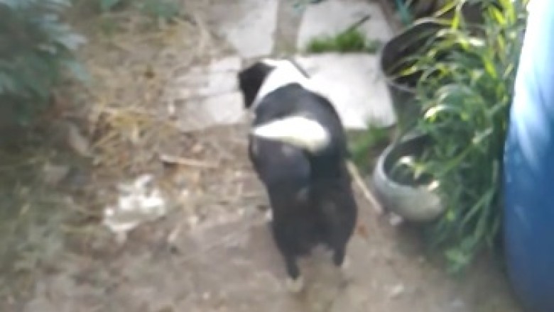 Stealthy Paws: Watch as this Hilariously Cute Dog Sneaks into a House like a Pro!