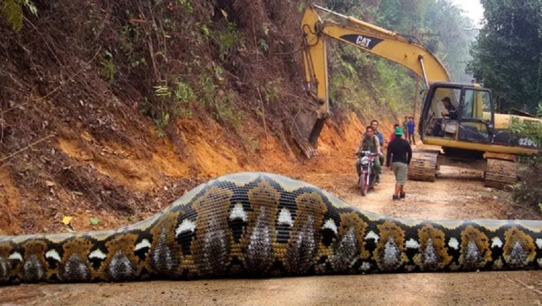 Unbelievable: Surgeon Rescues Giant Anaconda After Discovering Mysterious Object Inside!