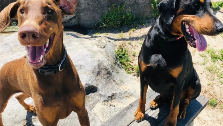 Unveiling the Fascinating Behaviors of Devoted Dogs - An Inside Look Will Leave You in Awe!