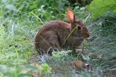Adorable Rabbit Embarks on Epic Wilderness Adventure!
