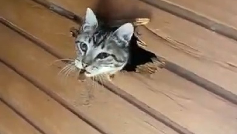 Hilarious Cat Launches Stealth Attack on Wooden Wall!