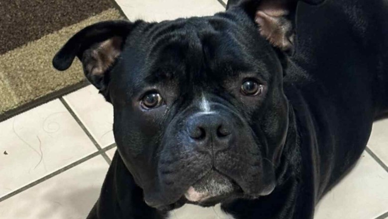 Man Arrested After Brutally Killing Daughter's Dog in Connecticut - Shocking Footage Inside