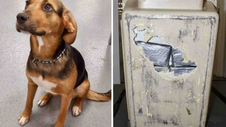 Man Busted with $1 Million of Cocaine Hidden in Pet Dog's Crate at Airport