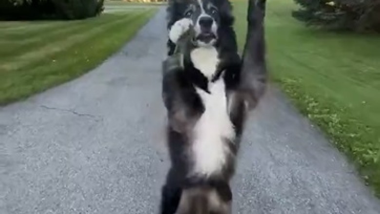 Paws-itively Hilarious: Watch These Adorable Pets Busting a Move in the Ultimate Dance-Off!