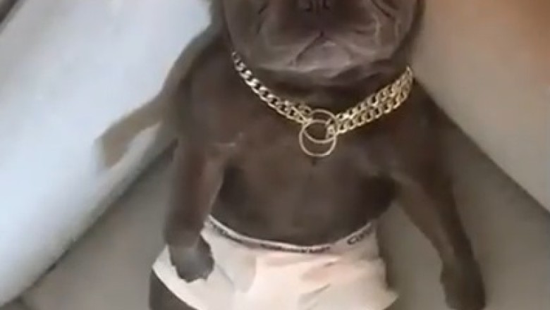 Epic Food Coma Alert: Hilarious Dog Takes the Ultimate Nap After a Feast!