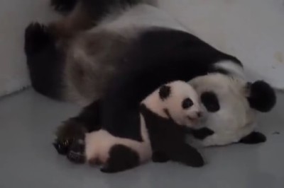 Cutest Panda Duo EVER! Adorable Mama Panda and Playful Cub Will Melt Your Heart!