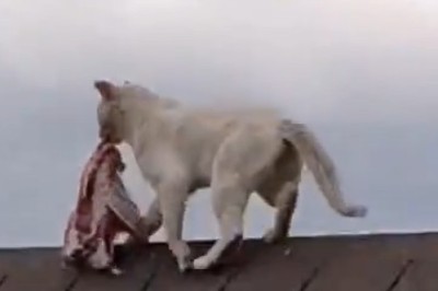 Hilarious Cat Hijinks: When a Feline Uses a Sheep's Shoulder as a Ladder to the Rooftop! Prepare for Side-Splitting Laughter!