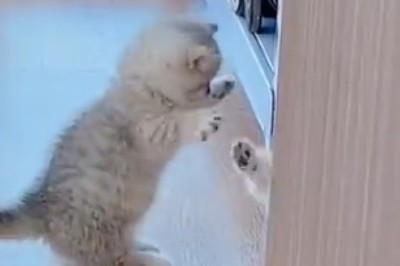 Prepare for an Overload of Cuteness with these Adorable and Hilarious Kittens! You Won't be Able to Resist Their Charm!