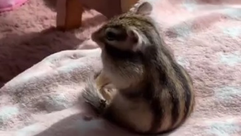 Cutest Chipmunk Ever! Watch Its Hilarious Antics That Will Leave You in Stitches!