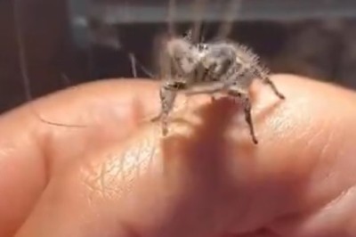 Hilarious Arachnid Makeover: Spider Mistakenly Weaves Wool for a Whole New Web!