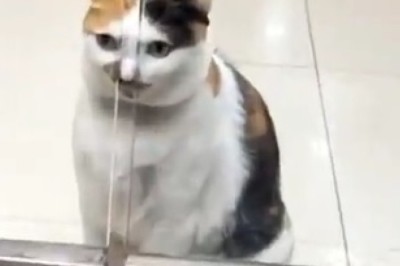 Hilarious Cat vs. Glass Door: A Nose-Sticking Comedy!