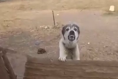 Hilarious Dog Thinks It's the Star of an Action Movie, Gives Epic Performance!