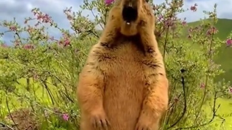 Hilarious Marmot Stares Skyward - What's Captivating Its Attention?