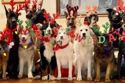 Dogs Embrace the Christmas Spirit: Heartwarming Video Goes Viral