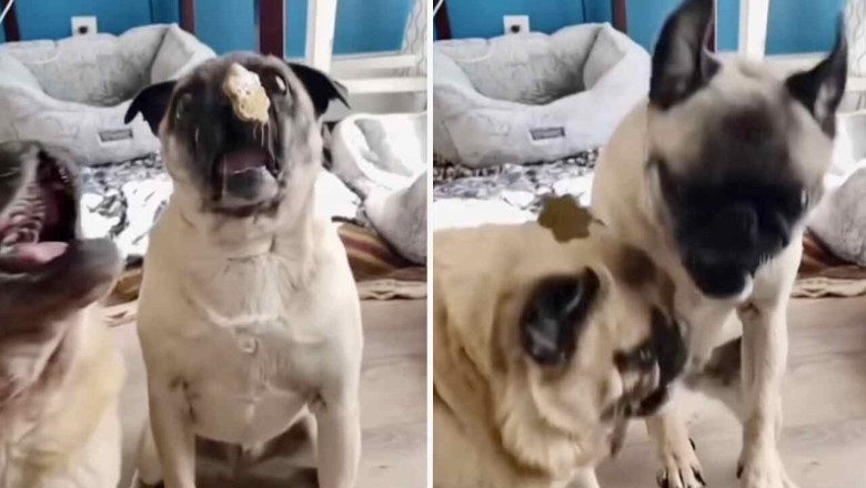 Hilarious Slow-Motion Video: Pugs Struggle to Catch Treats Mid-Air in the Most Adorable Way!