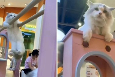 Mind-Blowing Cats With Superpowers Take the Internet by Storm!