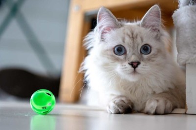 The Playful Quirks Unveiled: How Dogs and Cats Redefine the Game of Fetch in the Most Surprising Ways!