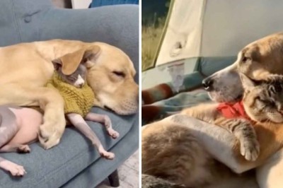 Unforgettable Moments of Love: Heartwarming Video Shows Dogs and Cats Breaking Stereotypes