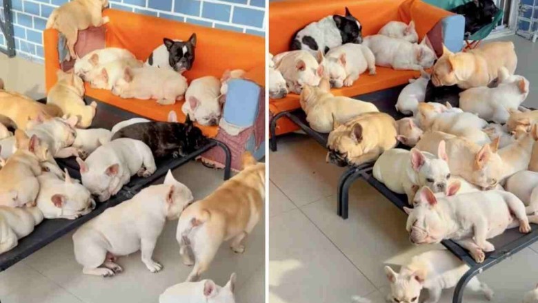 Captivating Canine Kinship: Heartwarming Video of French Bulldogs Steals Internet's Affection