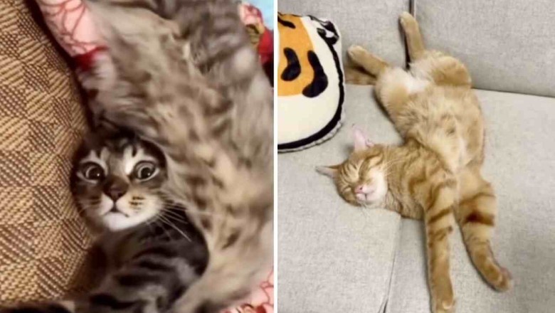 Unleashing Feline Flexibility: Jaw-Dropping Videos That Defy Logic and Leave Viewers Mesmerized