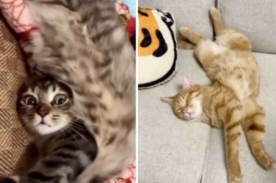 Unleashing Feline Flexibility: Jaw-Dropping Videos That Defy Logic and Leave Viewers Mesmerized