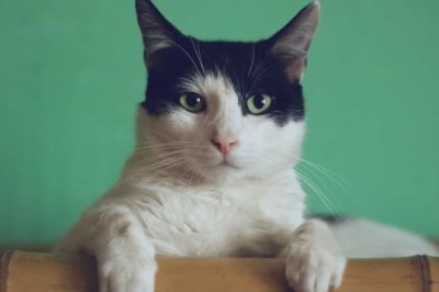 Unlocking the Secrets to Feline Longevity: A Comprehensive Guide to Extending Your Cat's Lifespan