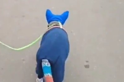 Cat Fashion Show Extravaganza! Watch as This Hilariously Stylish Feline Rocks the Most Unbelievable Outfits!