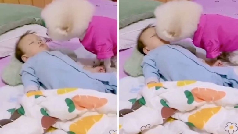 Heartwarming Video of Puppy Giving Goodnight Kiss to Human Baby Melts Internet Hearts
