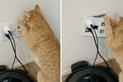 Hilarious Video of Curious Cat Unleashes Internet Craze