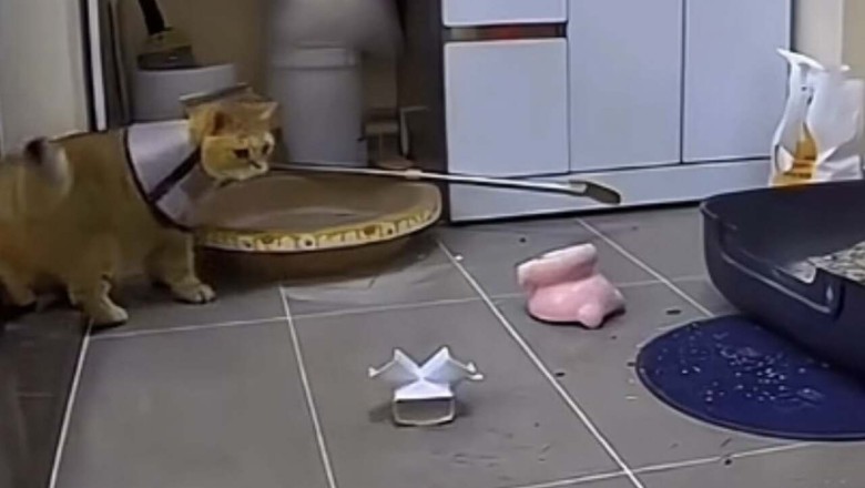 The Most Destructive Cat in History: Hilarious Video Goes Viral!