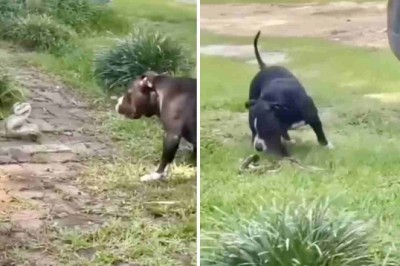 Unbelievable Footage: Dog and Snake Locked in Epic Battle for Survival