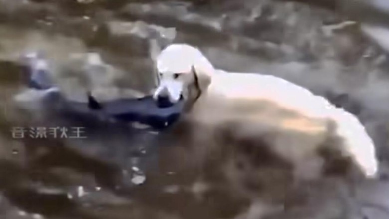 Unbelievable! Golden Retriever Snags Fish like a Pro - Watch the Jaw-Dropping Video!