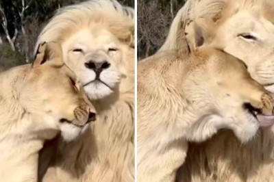 Unbelievable Love Story: Lion Couple's Heartwarming Affection Captivates the World