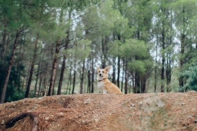 15 Irresistibly Adorable Dog Breeds That Will Melt Your Heart Instantly!