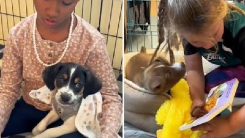 Abandoned Puppies Turn Elementary School into a Playground of Love and Laughter