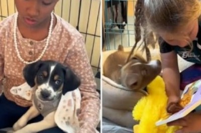 Abandoned Puppies Turn Elementary School into a Playground of Love and Laughter