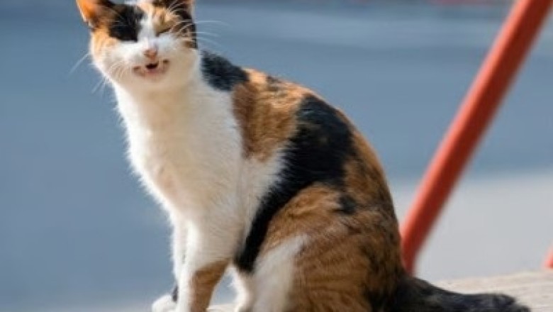 Coughing in Cats: Causes, Treatments, and Prevention