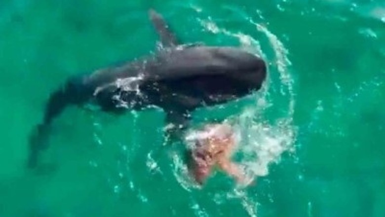 Epic Showdown: Watch as Leatherback Turtle Stuns World by Defeating Tiger Shark