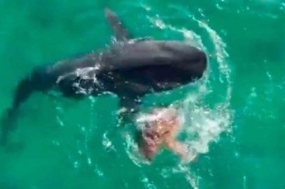 Epic Showdown: Watch as Leatherback Turtle Stuns World by Defeating Tiger Shark