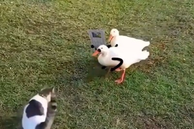 Feathered Paparazzi Alert: Hilarious Geese Turn Wildlife Photographers, Snap Cat-tivating Shots!