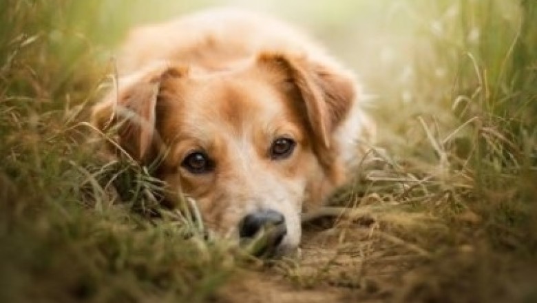 Heartwarming Reunion: Parisian Dog Reappears After 5-Year Disappearance, Just in Time for Christmas!