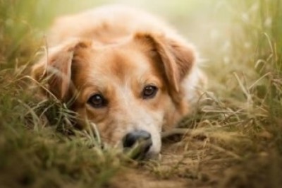 Heartwarming Reunion: Parisian Dog Reappears After 5-Year Disappearance, Just in Time for Christmas!