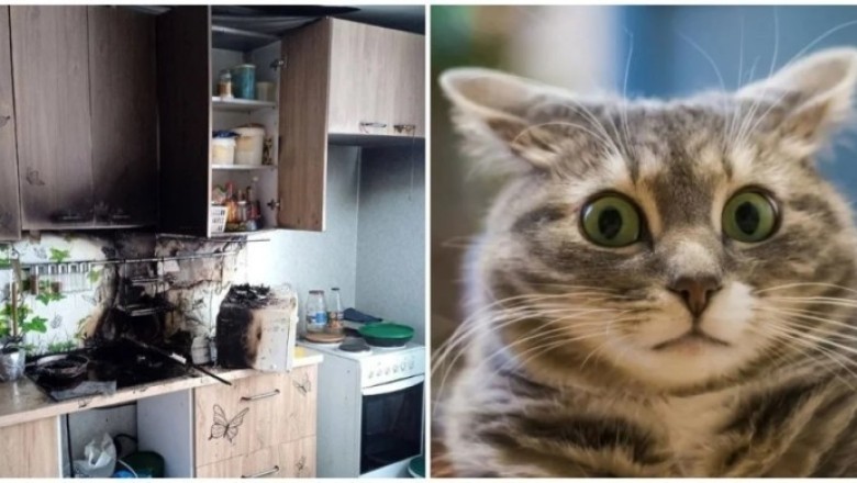 Hungry Cats Almost Set Apartment Ablaze in Ufa: A Whisker-Singed Tale of Misadventure