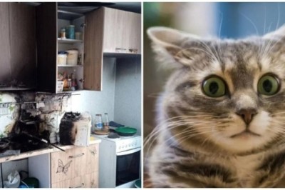 Hungry Cats Almost Set Apartment Ablaze in Ufa: A Whisker-Singed Tale of Misadventure