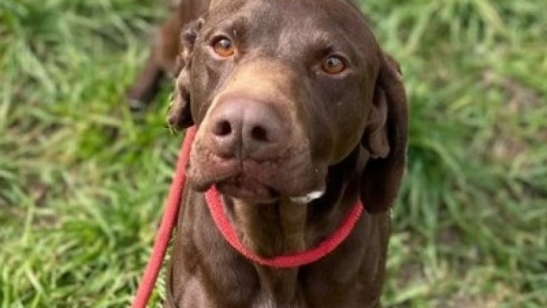 Incredible Dog Waited Over a Year in Shelter for Surprising Reason!